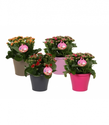 Kalanchoe
