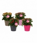 Kalanchoe