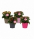 Kalanchoe