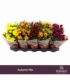 Chrysanthemum