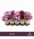 Chrysanthemum
