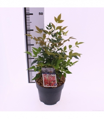 Nandina