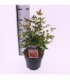 Nandina