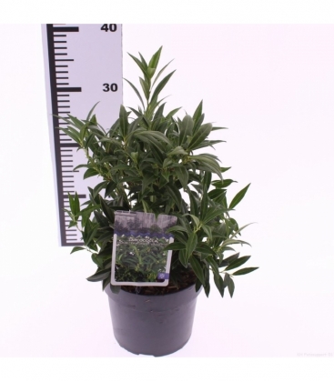 Sarcococca