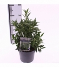Sarcococca