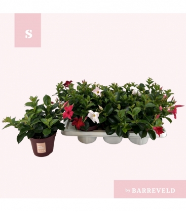 Mandevilla