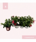 Mandevilla