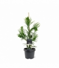 Cryptomeria