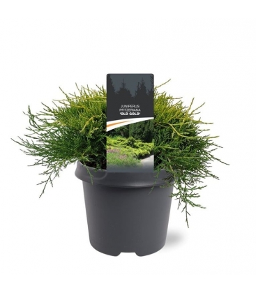 Juniperus