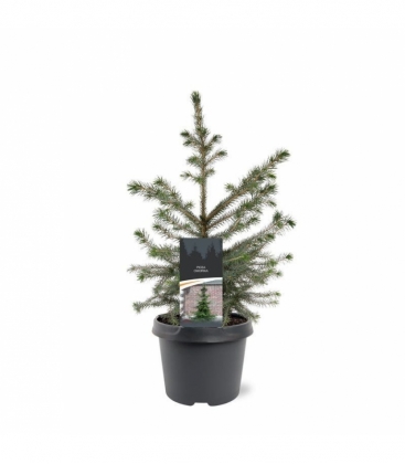 Picea