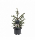 Picea