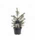 Picea