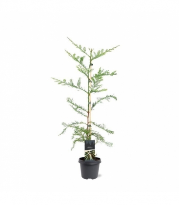 conifers