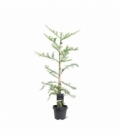 conifers