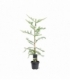 conifers