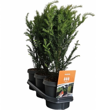 Taxus