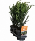 Taxus