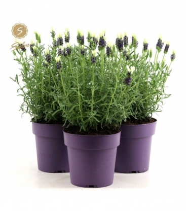 Lavandula