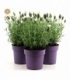 Lavandula