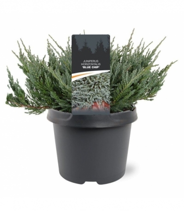 Juniperus