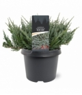 Juniperus