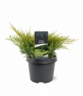 Juniperus