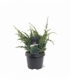 Juniperus