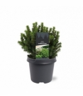 Picea