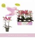 Phalaenopsis