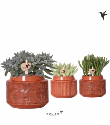Succulent