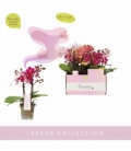 Phalaenopsis
