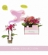 Phalaenopsis