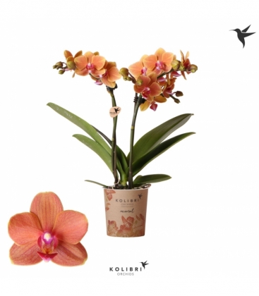 Phalaenopsis