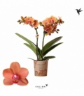 Phalaenopsis