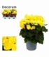 Begonia