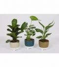 Indoor