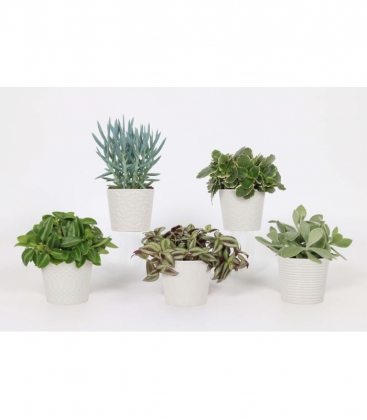 Indoor