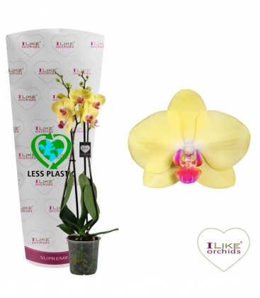 Phalaenopsis
