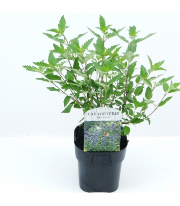 Caryopteris