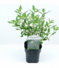 Caryopteris