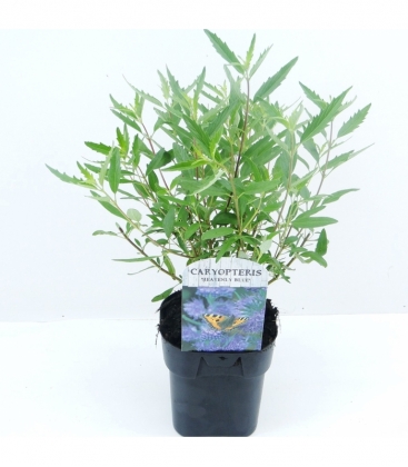 Caryopteris