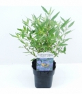 Caryopteris