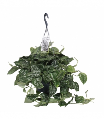 Scindapsus