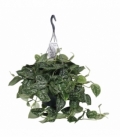 Scindapsus