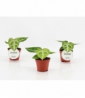 Anthurium
