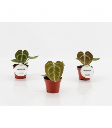 Anthurium