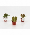 Anthurium