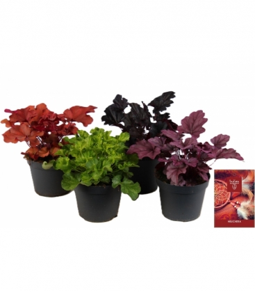 Heuchera