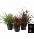 Pennisetum