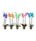 Phalaenopsis